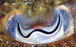 The eye of a cuttlefish. What beauty! by Jorge Sorial 